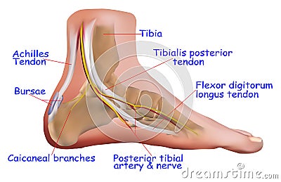 Anatomy of Ankle Stock Photo