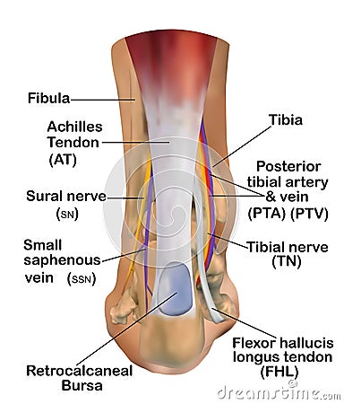 Anatomy of the Ankle Stock Photo