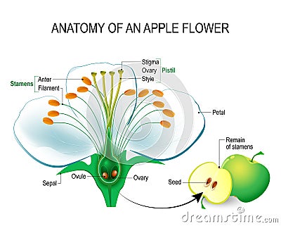 Anatomy of an apple flower Vector Illustration