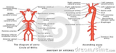 Anatomy of arteries. Vector Illustration