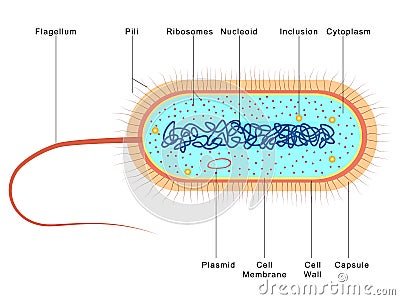 Anatomy of Bacteria Vector Illustration