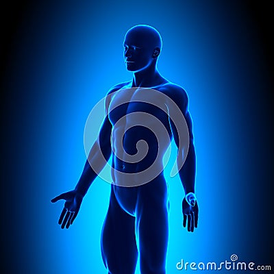 Anatomy Body - Iso View - Blue concept Stock Photo