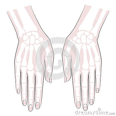 Anatomy Bones hand. Palm and fingers with nails. Vector image on white background Vector Illustration