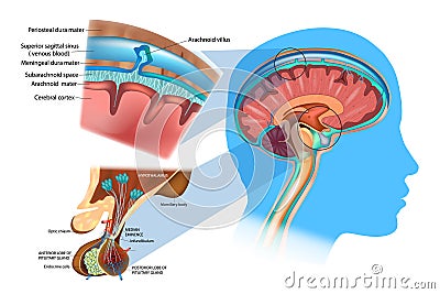 Anatomy of the Brain: Meninges, Hypothalamus and Anterior Pituitary. Vector Illustration