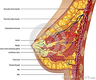 Anatomy of the breast. Vector Vector Illustration