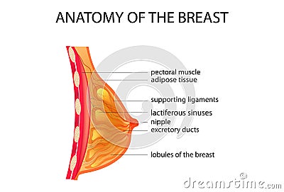 Anatomy of the breast Vector Illustration