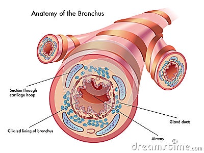 Anatomy of the bronchus Vector Illustration