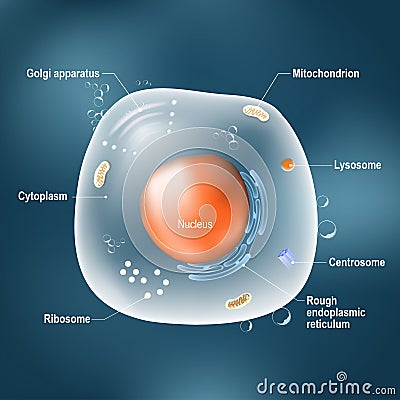 Anatomy of animal cell. Vector Illustration