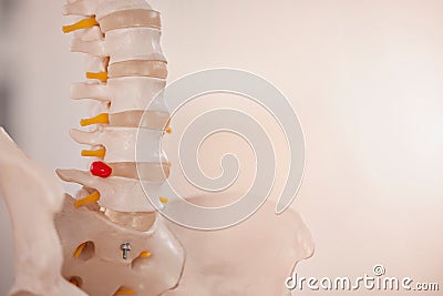 Anatomy, chiropractor and skeleton spine for clinic, hospital and doctors office. Healthcare, medical education and of Stock Photo