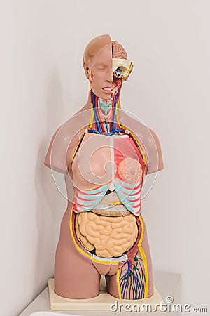 Anatomy class. Mannequin of the internal structure of man Stock Photo