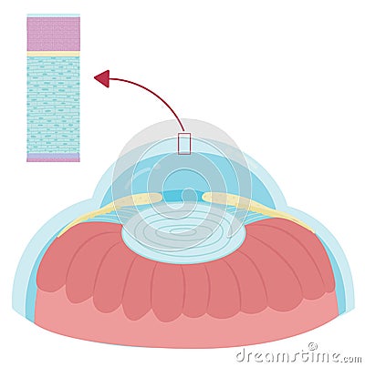 Anatomy of cornea in body human Vector Illustration