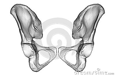 Anatomy of the coxal bones, showcasing their intricate details and features, 3D illustration Cartoon Illustration