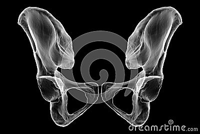 Anatomy of the coxal bones, showcasing their intricate details and features, 3D illustration Cartoon Illustration