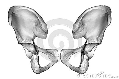 Anatomy of the coxal bones, showcasing their intricate details and features, 3D illustration Cartoon Illustration