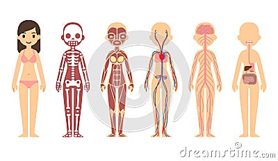 Anatomy diagram Vector Illustration