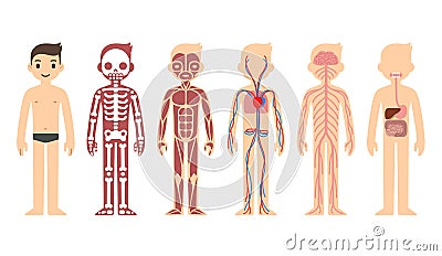 Anatomy diagram Vector Illustration