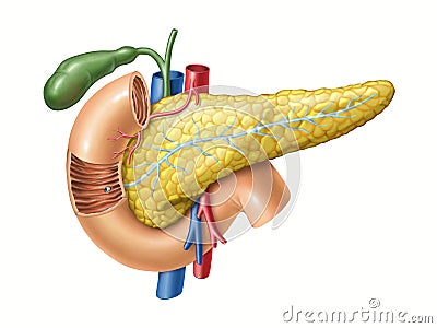 Pancreas anatomy Cartoon Illustration