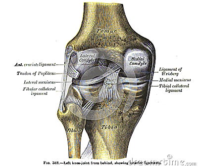 Anatomy drawing and text of the left knee joint from behind, from the 19th century Stock Photo