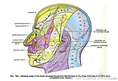 Anatomy drawing and text of the sensory areas of the head, from the 19th century Stock Photo