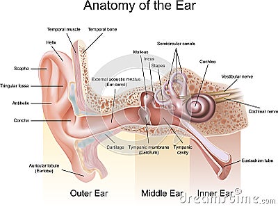 Anatomy of the Ear Vector Illustration