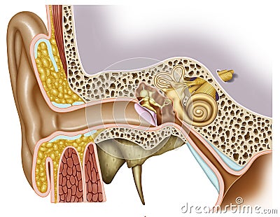 Anatomy of the ear Cartoon Illustration