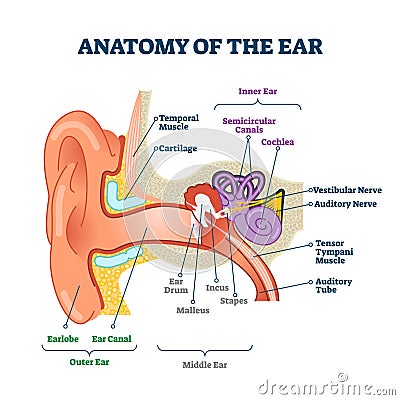 Anatomy of the ear, labeled health care vector illustration diagram Vector Illustration