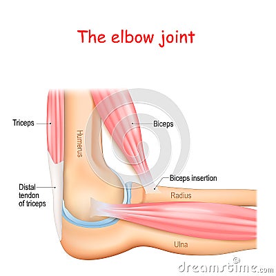 Anatomy of a elbow joint Vector Illustration