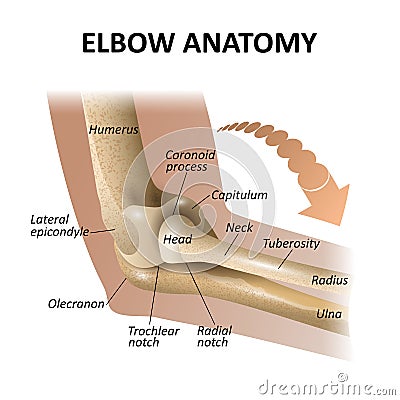 Anatomy of the elbow joint, medical education background, isolate model mockup for posters. Vector illustration as a template Vector Illustration