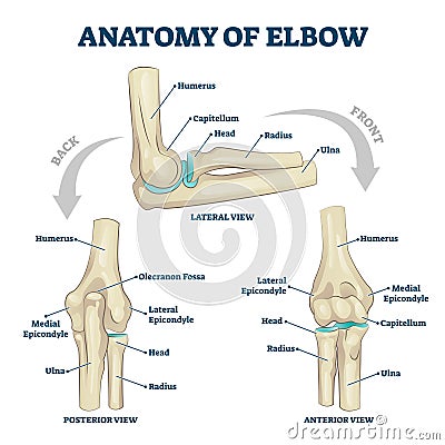 Anatomy of elbow skeletal bone structure labeled scheme vector illustration Vector Illustration