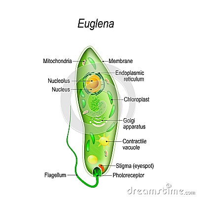 Anatomy of euglena Vector Illustration
