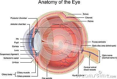 Anatomy of the Eye Vector Illustration