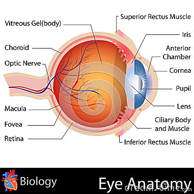 Anatomy of Eye Vector Illustration