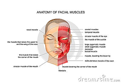 Anatomy of facial muscles Vector Illustration