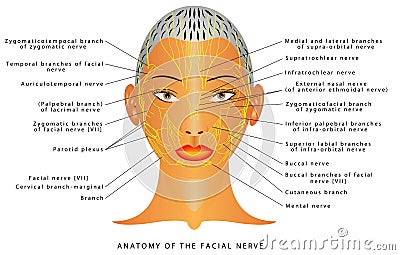 Anatomy of the facial nerve Vector Illustration