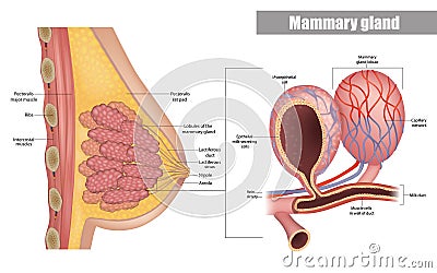 Anatomy of the female breast side view. Structure of the Milk ducts and Lobules of the mammary gland. Mammary Alveoli Vector Illustration