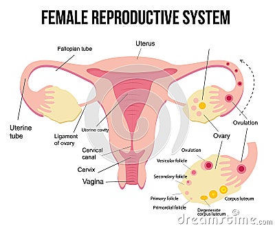 Anatomy of the female genital organs. Diagram. The female reproductive system, the scheme of the uterus and ovaries, the phases of Stock Photo