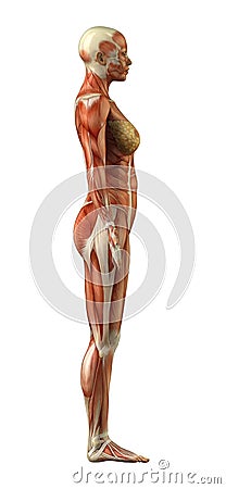 Anatomy of female muscular system Stock Photo