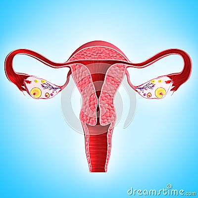 Anatomy of female ovary on blue Cartoon Illustration