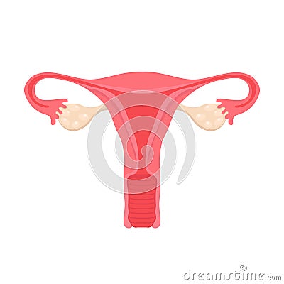 Anatomy of the female reproductive system. Diagram of the location of the organs uterus, cervix, ovary, fallopian tube. Vector Illustration