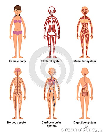 Anatomy of female. Vector illustration of nerves and muscular systems, heart and other organs Vector Illustration