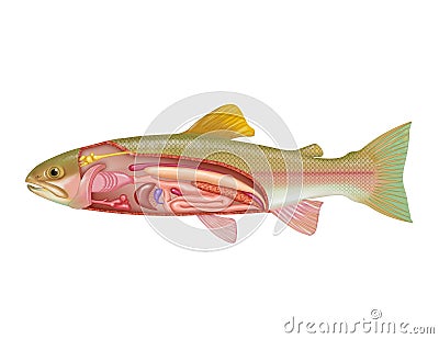 Anatomy of fish Cartoon Illustration