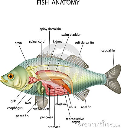 Anatomy of fish Vector Illustration