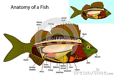 Anatomy of a fish. Fish internal organs. Vector Illustration