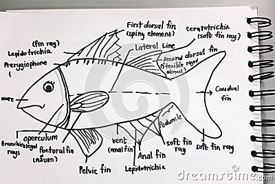 Anatomy of a fish sketchup Stock Photo