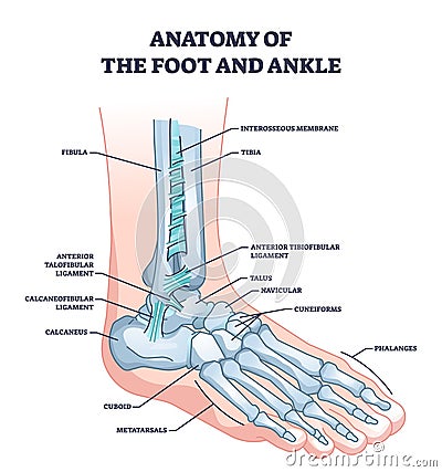 Anatomy of foot and ankle with skeletal bone structure outline diagram Vector Illustration