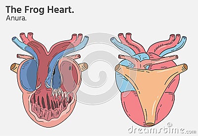 Anatomy of frog heart illustrations two versions Vector Illustration