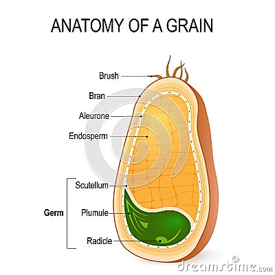 Anatomy of a grain. inside the seed. Vector Illustration