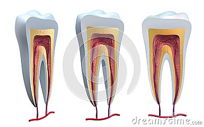 Anatomy of healthy teeth in details Stock Photo