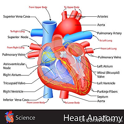 Anatomy of Heart Vector Illustration