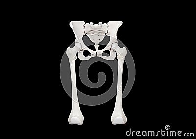 Anatomy of the hip. Human femur and pelvis, Anterior view, black background, 3d rendering Cartoon Illustration